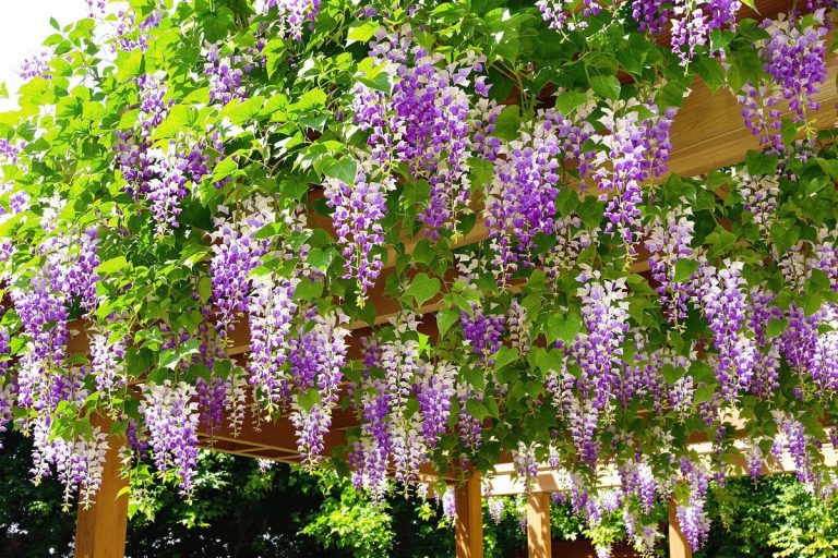 Ces plantes grimpantes à installer sur une pergola pour allier ombre et déco.jpg