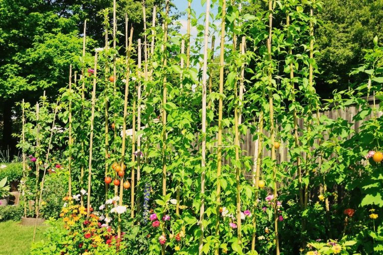 Tuteurs bambou : robustesse et esthétique au jardin.jpg