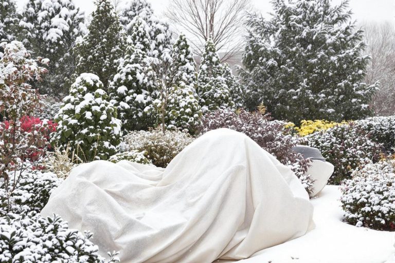 Voile d'hivernage : protection efficace pour vos plantes.jpg